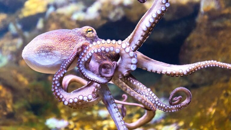 comer pulpo en camariñas