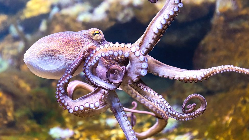 comer pulpo en camariñas
